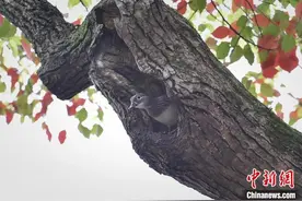 西湖鸳鸯护卫队首次发现西湖鸳鸯在香樟树筑巢图片