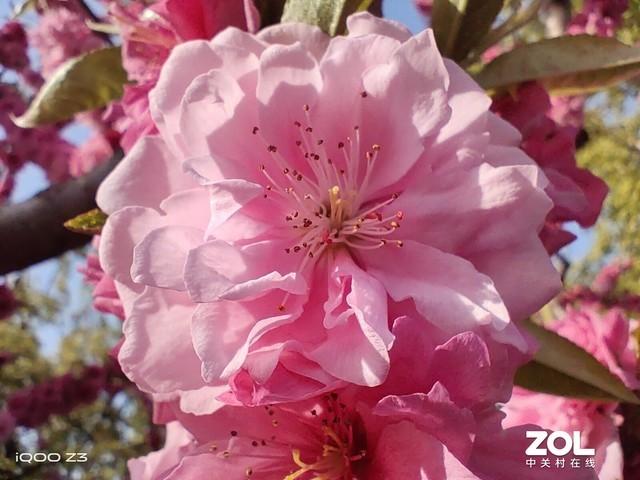 当红千元机对比：iQOO Z3&红米Note 9 Pro这样选