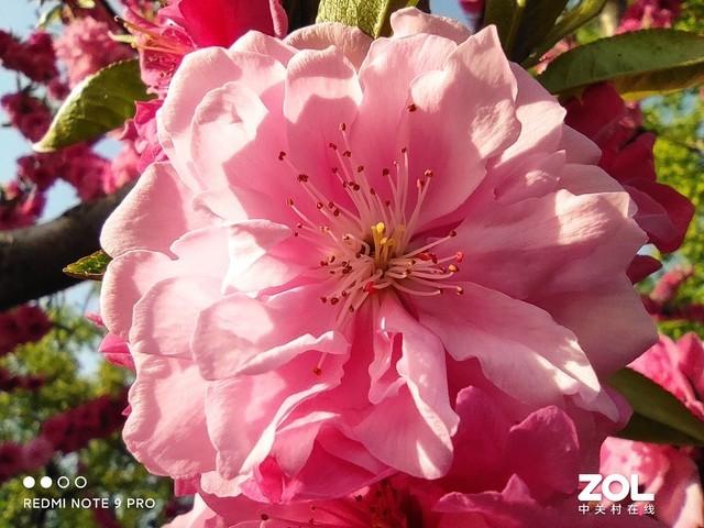 当红千元机对比：iQOO Z3&红米Note 9 Pro这样选