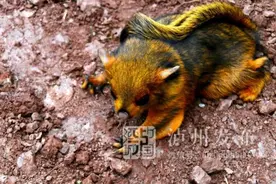 又名“寒号鸟”？前方有小学语文课本出现过的呆萌小可爱出没图片