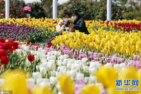韩国泰安郡一公园举行郁金香花展图片