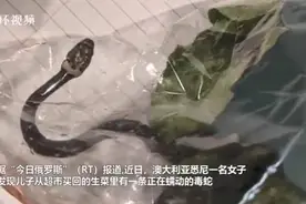 超市袋装生菜“送”毒蛇？澳大利亚女子遭遇可怕一幕图片