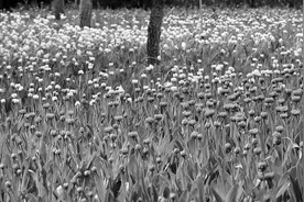 四季篇章各美其美！太原市公园文化活动缤纷登场图片