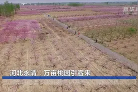 河北永清：万亩桃园引客来视频封面