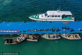 山东荣成：移植鳗草 修复海草床图片