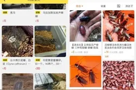 头皮发麻！上海海关截获，这种外来蟑螂竟被当成宠物？淘宝卖到100元一只图片