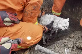 51秒｜真·躲猫猫！猫咪和主人玩耍被困顶楼石缝“蓝朋友”紧急救援图片