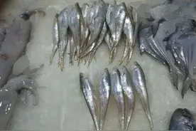 休渔期前最后一捕！今年春鲜烤子鱼量跌、价涨，零售价破记录，最贵80元一斤！|老谢逛菜场图片