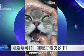 可爱复可怜！  猫咪打哈欠致下巴脱臼视频封面