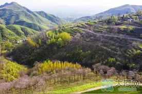 百亩桐花迎风绽放！鲁山县：桐花飘香 山乡梯田美如画图片