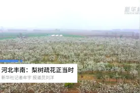 河北丰南：梨树疏花正当时视频封面
