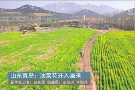 山东青岛：油菜花开入画来视频封面