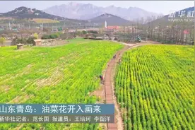 山东青岛：油菜花开入画来视频封面