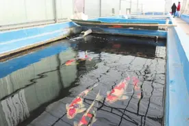 河北峰峰矿区：臭水沟变身锦鲤场图片