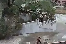 广东一棵百年古树突然倒塌，差点砸到路人，知情人：这棵树已经没有心了图片