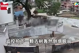 百年古树轰然倒塌，女子神反应紧抱孩子巧妙躲开！监控拍下神奇瞬间图片