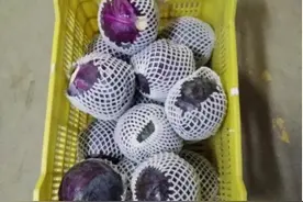 蔬菜采后技术系列之五：甘蓝春季采后管理图片