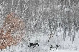 当代散文｜雪晴云淡日光寒图片