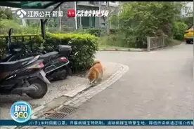 遛狗不拴绳？违法！新《动物防疫法》5月1日起实施视频封面