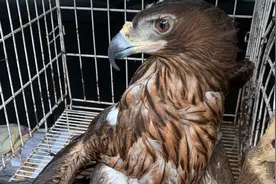 凶猛金雕受伤被救 休养半年后重返蓝天图片