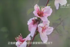 春雨润花唯美图视频封面