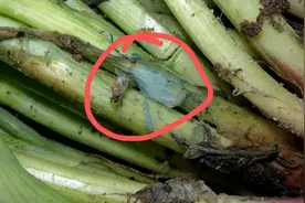 民生热线丨“染色葱”上的蓝色物质到底是啥？图片