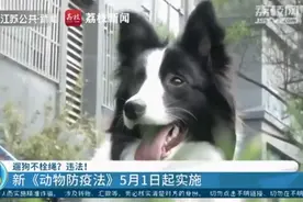 @所有狗主人，5月1日起遛狗不拴绳违法图片