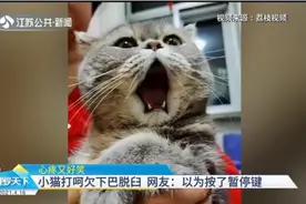 心疼又好笑！小猫打哈欠下巴脱臼，网友：以为按了暂停键视频封面