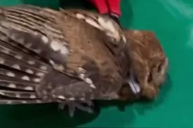 有困难找消防！猫头鹰幼崽自己跑到消防队求助，走时还一步三回头图片