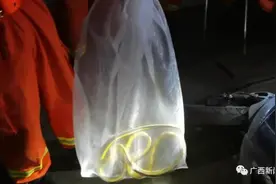 南宁两小区蛇出没！两条两米多长的蛇被捕获图片