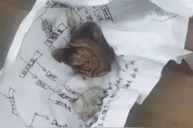 新妈妈懵了！产后身体持续发出恶臭，2月后排出一块纱布图片