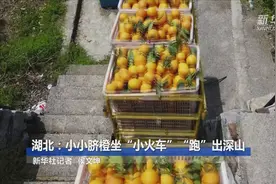 湖北：小小脐橙坐“小火车”“跑”出深山视频封面