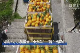 湖北：小小脐橙坐“小火车”“跑”出深山视频封面