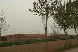 危急万分！河北一老人修剪树枝触到高压线，脸色乌青、口吐白沫！万幸……图片