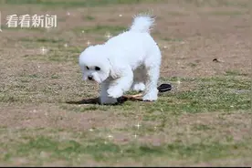 李佳琦携宠物破圈出道 传递温暖正能量图片