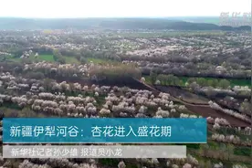 新疆伊犁河谷：杏花进入盛花期视频封面