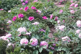 诗画山东｜四月芳菲！聊城艾山牡丹开正艳 国色天香醉游人图片