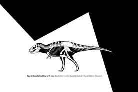 研究估计在白垩纪时期的北美洲 大约每38.6平方英里就有一只霸王龙图片