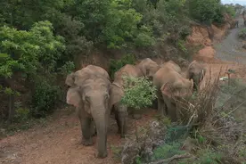 云南15头亚洲象，为何一路北上？图片