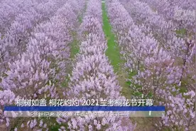 桐树如盖 桐花灼灼 2021兰考桐花节开幕视频封面
