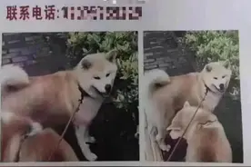长沙女子悬赏15万找宠物狗？当事人：爱狗已被好心人送医，我们一定会支付酬金图片