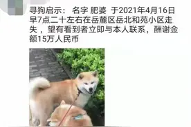 长沙一宠物犬走失，主人悬赏15万寻狗：因为有感情图片