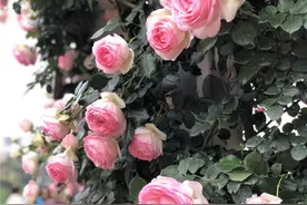 想看玫瑰花吗？九千九百九十九朵那种图片