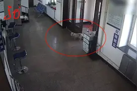 小狐狸到派出所“求助”，咋撵都不走，警察一看：这是被蜱虫“群殴”了图片