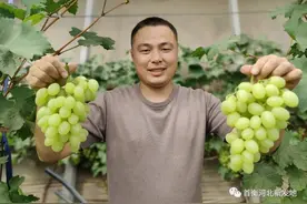 河北新发地开辟衡水饶阳杂货专区，畅通饶阳果农销路图片