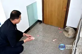 一只白色狐狸走进派出所“寻求帮助”……图片