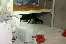 床底惊现14斤眼镜王蛇！惠州消防紧急处置图片