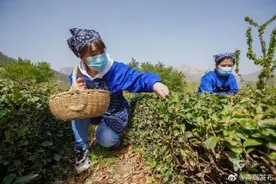 最高每斤1.5万，崂山头茬春茶成“黄金芽”图片