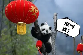 峨眉山上有“大熊猫”？原来是它图片