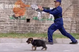 搜救犬小时候也“偷懒”！网友：好可爱我要抱走图片